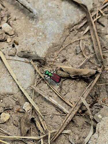 Splendid Tiger Beetle