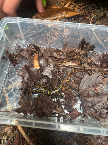 Spotted Salamander observed by ncaruana1