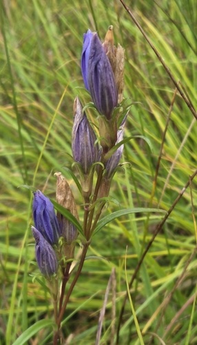 marsh gentian