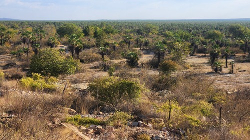 carnaúba palm