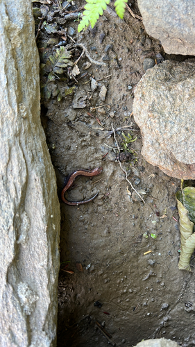 Eastern Red-backed Salamander observed by rellihttocs
