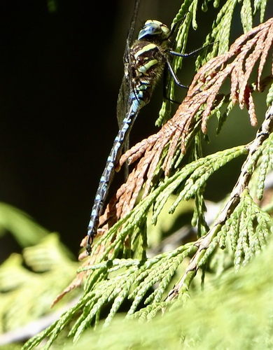 Paddle-tailed Darner