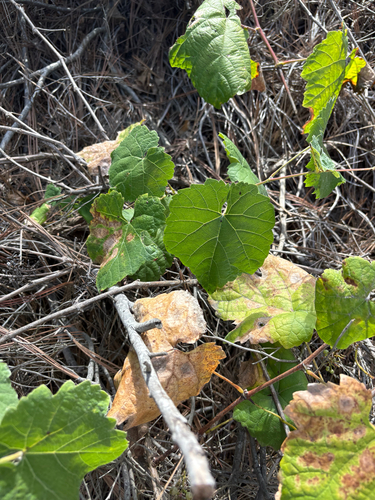 Vitis girdiana, photograph 2