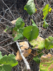 (c) Gavin Skeen, some rights reserved (CC BY) Vitis girdiana, photograph (c) Gavin Skeen, some rights reserved (CC BY)