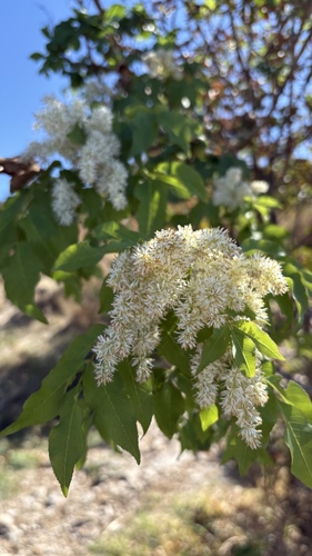 Manna ash