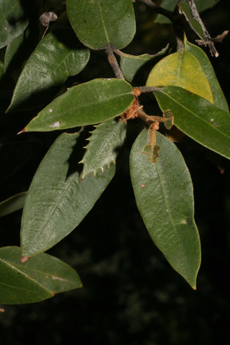 canyon live oak (Trees & Shrubs of the Sunol Region - BioBlitz ...