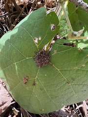 Vitis girdiana
