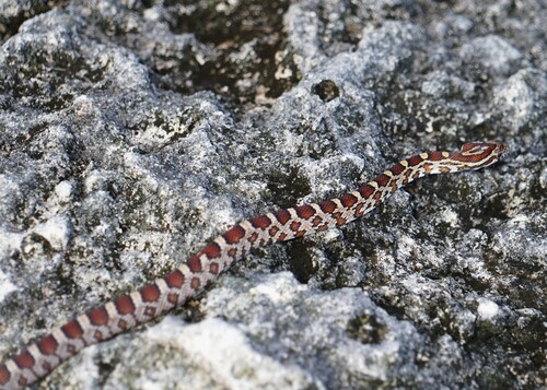 Red Cornsnake observed by rexia