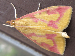 Ostrinia palustralis