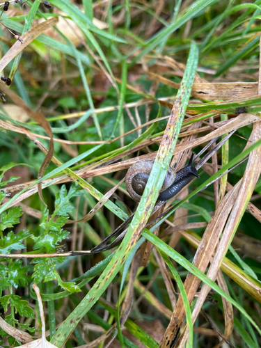 Copse Snail