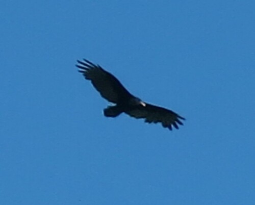 Turkey Vulture