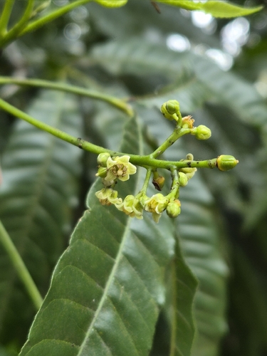 Trichilia claussenii