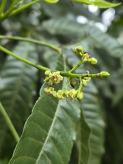 Trichilia claussenii