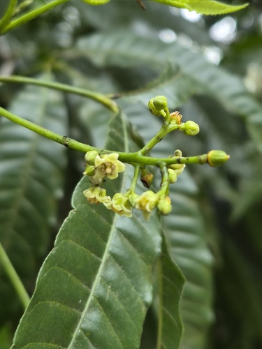 Trichilia claussenii, photograph 2