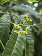 author not stated, no rights reserved Trichilia claussenii, photograph author not stated, no rights reserved