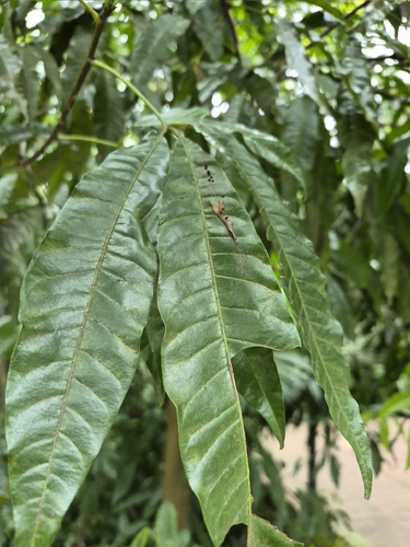 Trichilia claussenii, photograph 3