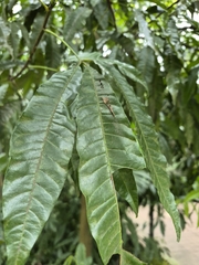 author not stated, no rights reserved Trichilia claussenii, photograph author not stated, no rights reserved
