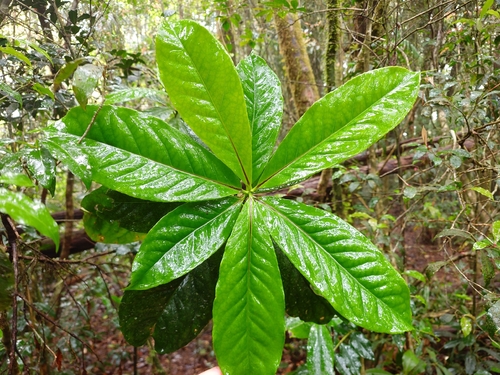 Symplocos cochinchinensis observed 2026-09-13