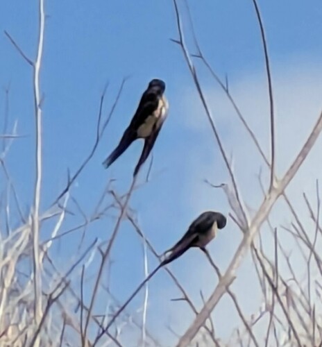 Barn Swallow observed by bibmik