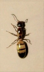 Colobopsis impressa