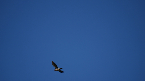 European Wood Pigeon