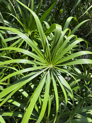 Cyperus alternifolius, photograph (c) Gavin Skeen, some rights reserved (CC BY)