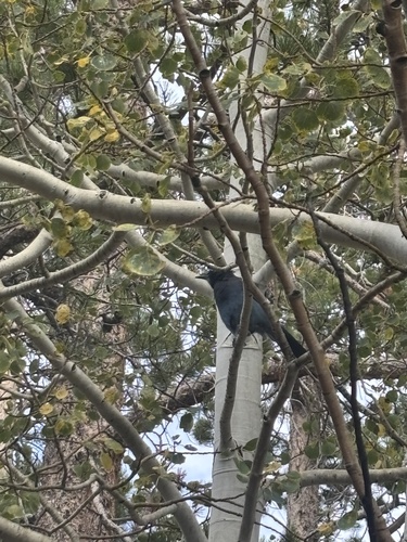 Steller's Jay