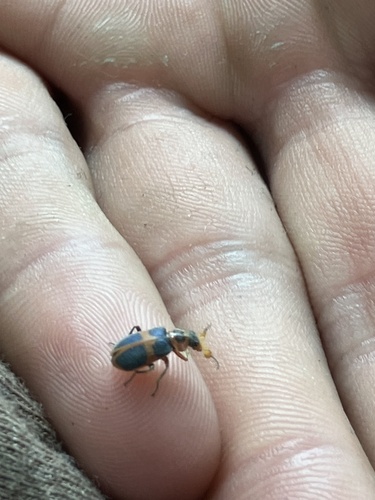 Red Cross Beetle