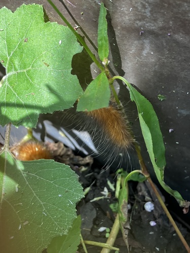 Virginian Tiger Moth
