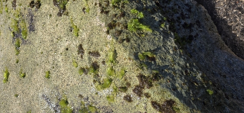 Ulva lactuca observed 2026-09-15