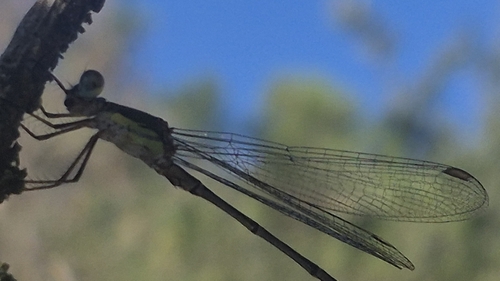 Western Willow Spreadwing