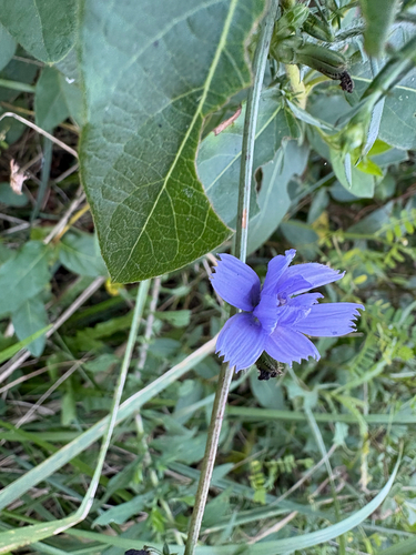 chicory