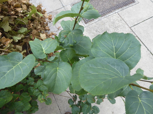 Alnus cordata, photograph 4