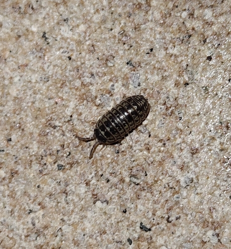 Versicolored Pill Woodlouse