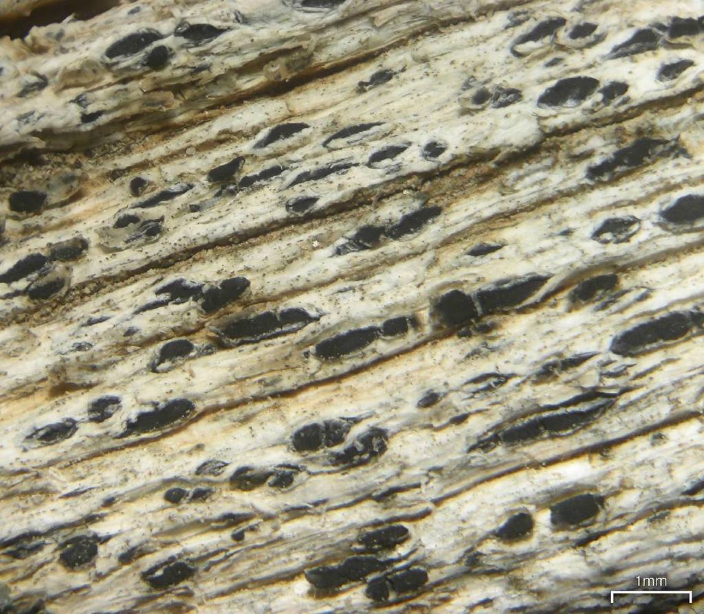 Lignoscripta