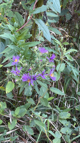 New England aster