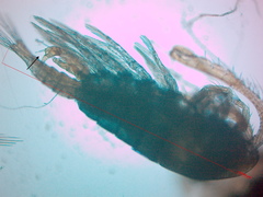Diaptomidae