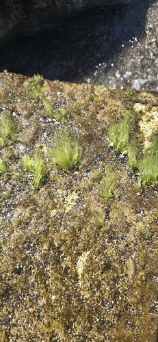 Chaetomorpha antennina observed 2026-09-15