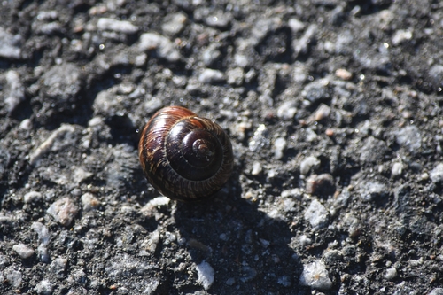 Copse Snail