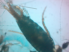 Diaptomidae