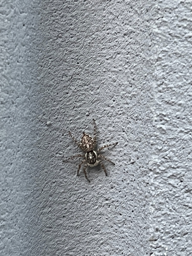 Half-edged Wall Jumping Spider