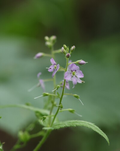 Veronica urticifolia, photograph 1
