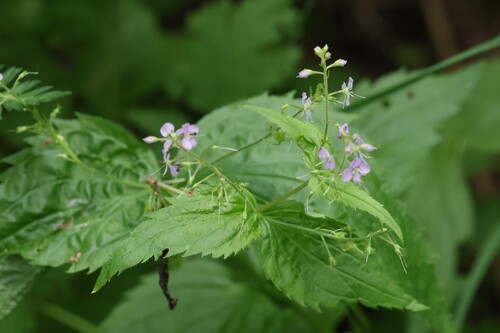 Veronica urticifolia