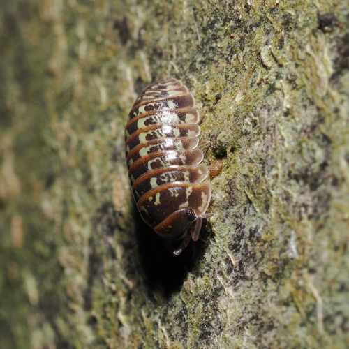 Painted Pill Woodlouse