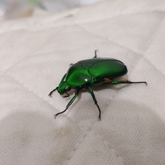 Heterorrhina elegans