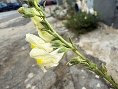 Antirrhinum siculum
