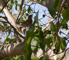 Turdus rufopalliatus
