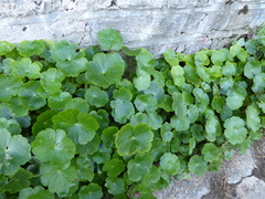Hydrocotyle ranunculoides, photograph (c) jamie-aa, some rights reserved (CC BY)