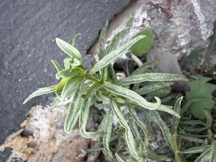 Antirrhinum siculum, photograph (c) Cenaida, some rights reserved (CC BY)