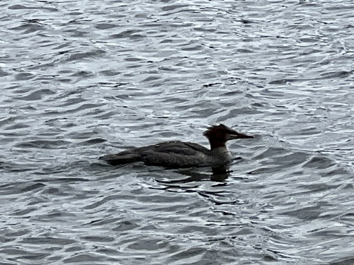 Common Merganser observed by iskibear